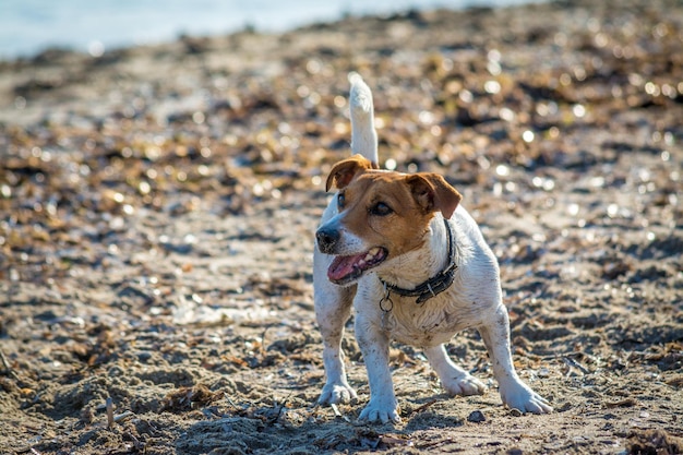 Hund spielt am Strand