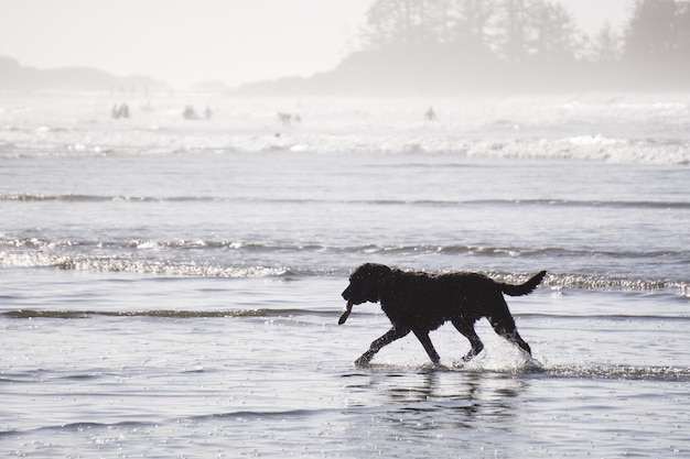 Hund spielt am Strand