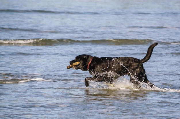 Hund spielt am Strand