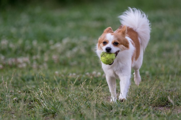 Hund spielt auf einem Rasenfeld