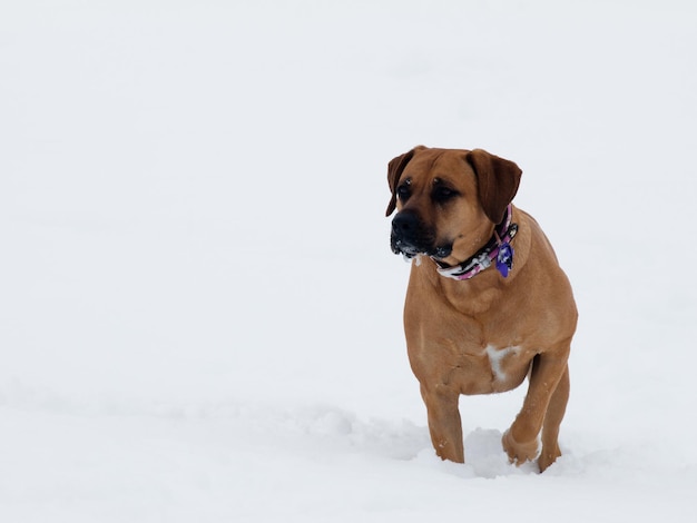 Hund spielt im Schnee