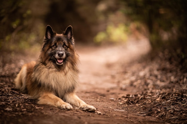 Hund spielt in der Natur