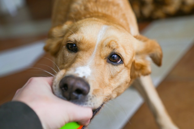 Hund spielt mit Ball