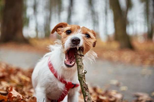 Hund spielt mit einem Ast im Herbstwald