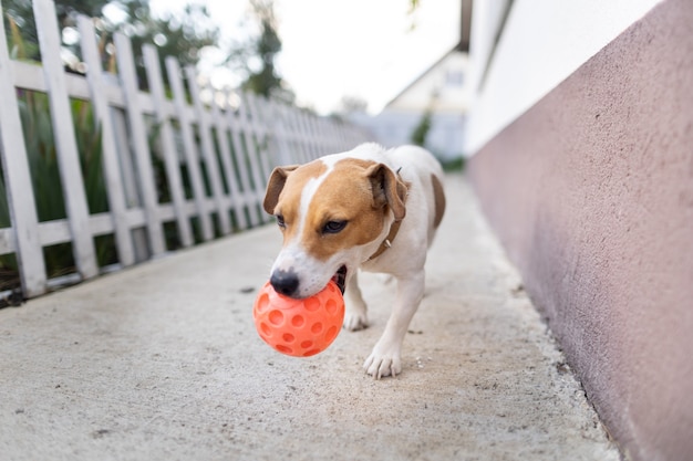 Hund spielt mit einem Ball in der Nähe des Hauses