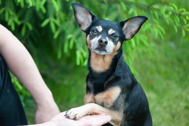 Hund spielt mit einem Mann, das Konzept der Freundschaft und Liebe von Menschen mit Hunden