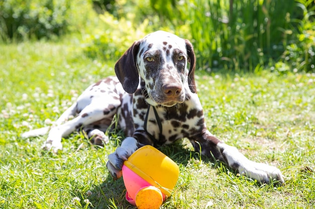 Hund spielt mit Plastikspielzeug im Gras. Verspielter, fröhlicher, süßer Hund, dalmatinischer Welpe, der mit einem Spielzeug auf dem Sommerfeld spielt. Frühlings- und Sommerspaziergang mit Haustierliebe im Hintergrund