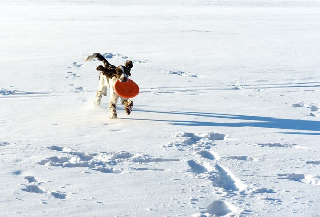 Hund spielt mit Scheibe