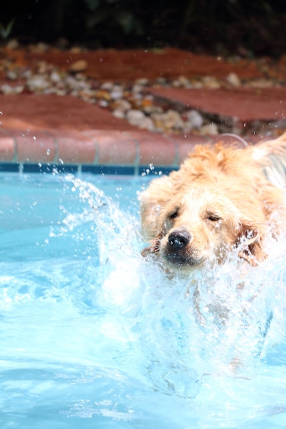 Hund springt über ein Schwimmbad
