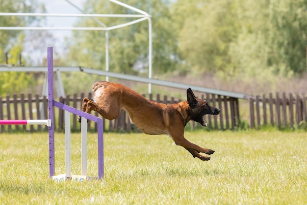 Hund springt über eine Hürde eines Agility-Parcours. Agility-Wettkampfhundesport
