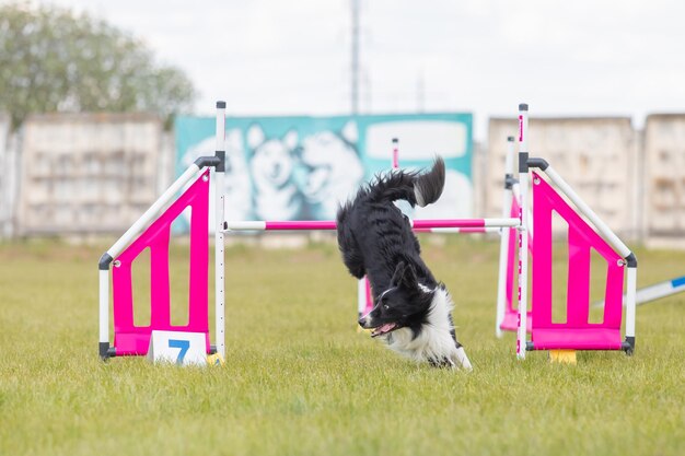 Hund springt über eine Hürde eines Agility-Parcours. Agility-Wettkampfhundesport