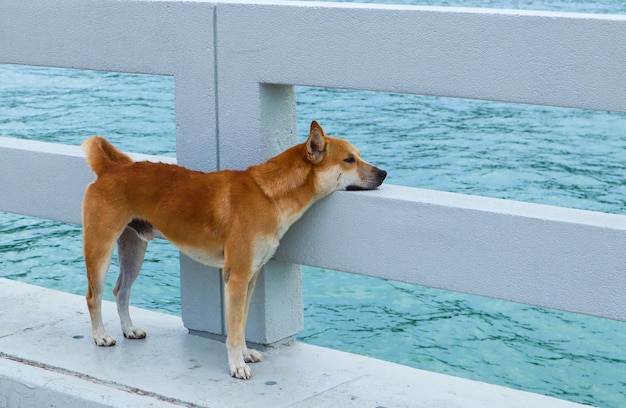 Foto hund steht am schwimmbad