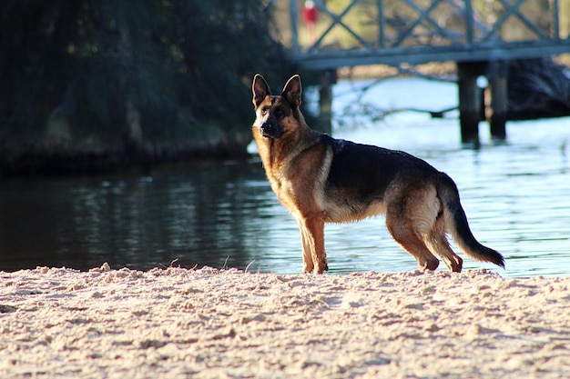 Hund steht am See