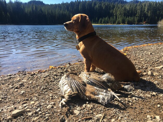 Foto hund steht am seeufer