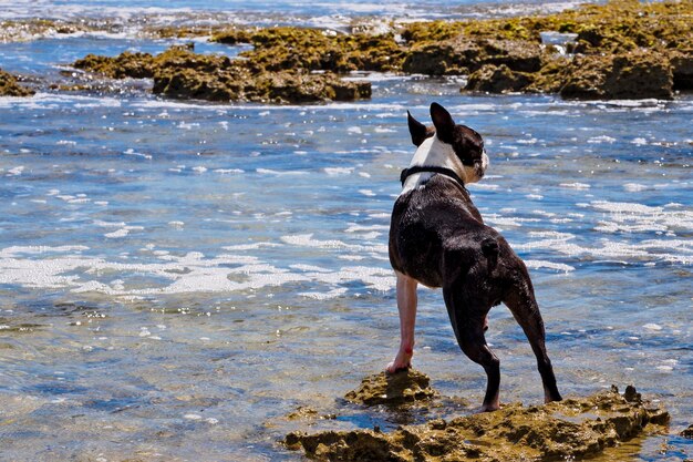 Hund steht am Strand