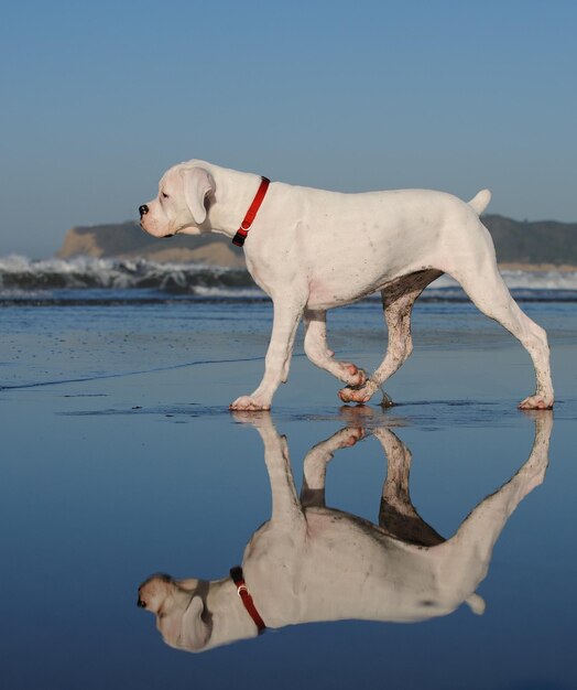 Foto hund steht am strand