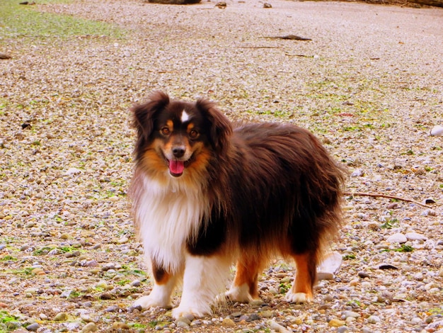 Hund steht am Strand