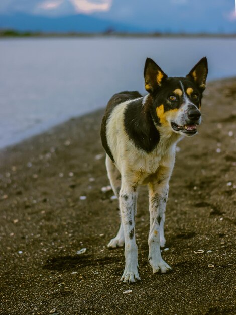 Foto hund steht am strand