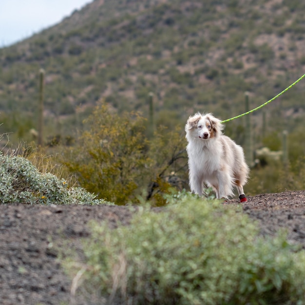 Foto hund steht an land