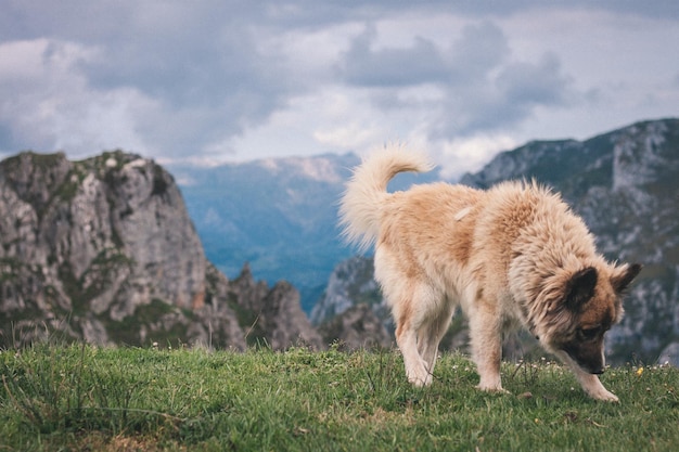 Hund steht auf dem Feld gegen Berge