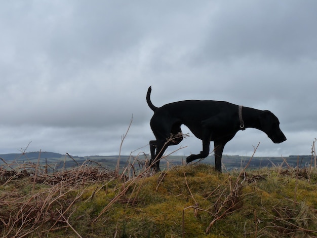 Foto hund steht auf dem feld gegen den himmel