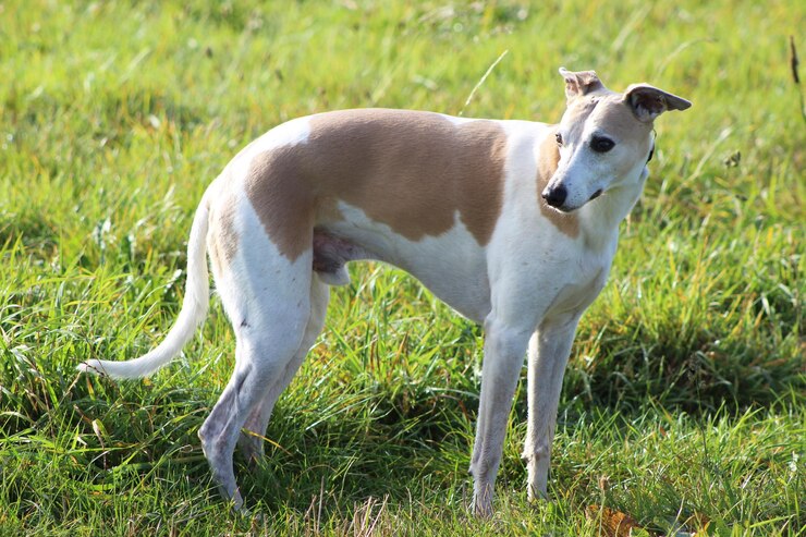 Foto hund steht auf dem feld
