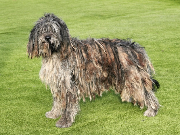 Hund steht auf dem Feld