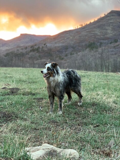 Hund steht auf dem Feld