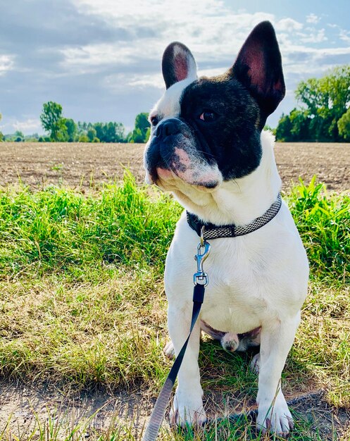 Hund steht auf dem Feld