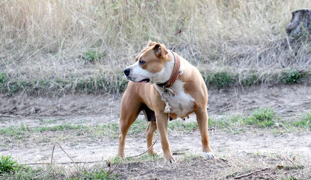 Foto hund steht auf dem gras