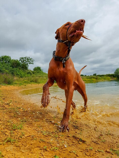 Hund steht auf dem Land gegen den Himmel