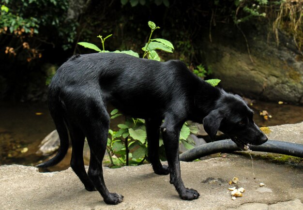 Foto hund steht auf der straße