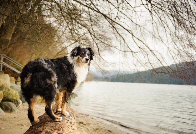 Hund steht auf einem Baumstamm am See