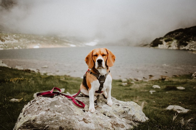 Foto hund steht auf einem felsen am see