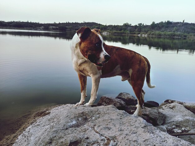 Hund steht auf einem Felsen am See