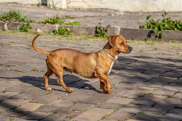 Foto hund steht auf einem fußweg