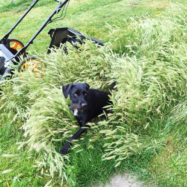 Foto hund steht auf einem grasbewachsenen feld