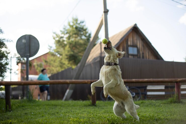 Foto hund steht auf einem grasbewachsenen feld