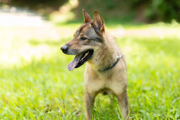 Hund steht auf einem grasigen Feld