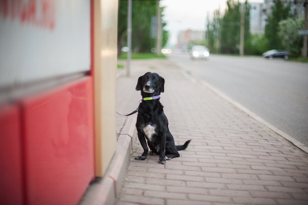 Hund steht auf einer Straße