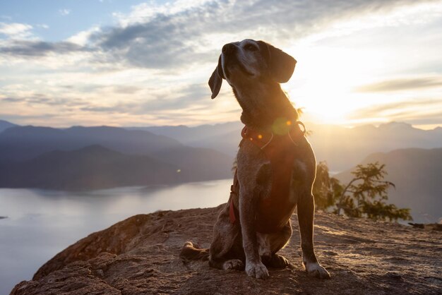 Foto hund steht bei sonnenuntergang auf einem felsen gegen den himmel