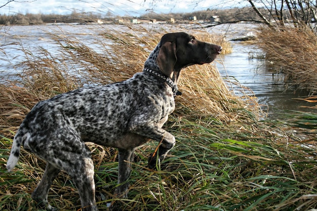 Foto hund steht im see