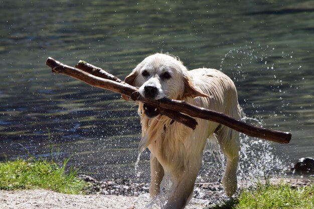 Foto hund steht im see