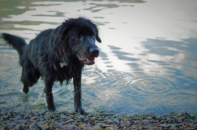 Hund steht im See