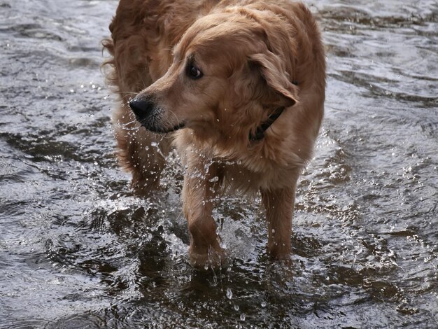 Hund steht im Wasser