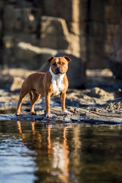 Hund steht im Wasser