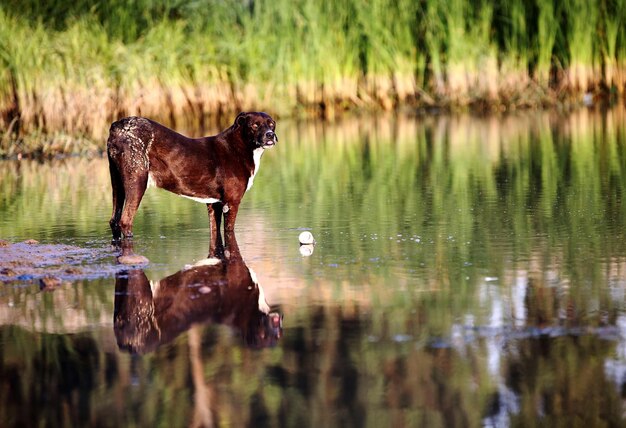 Hund steht in einem See