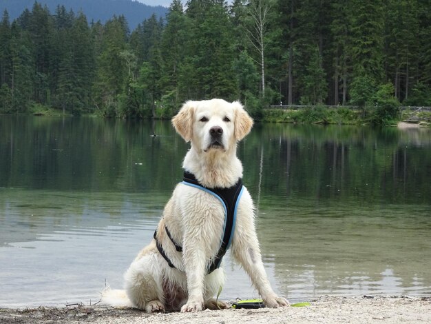 Foto hund steht in einem see