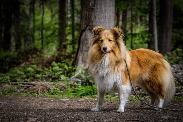Hund steht in einem Wald