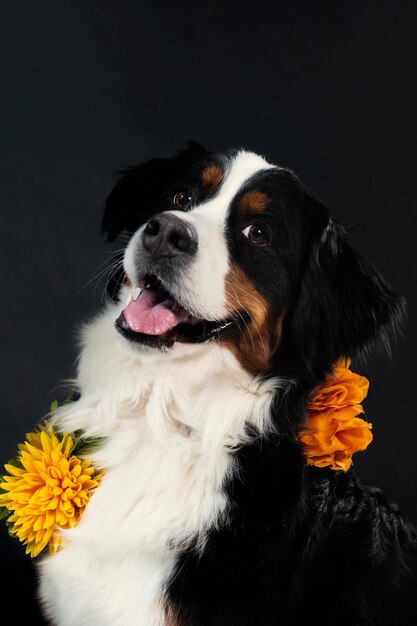 Foto hund tierfotokonzept